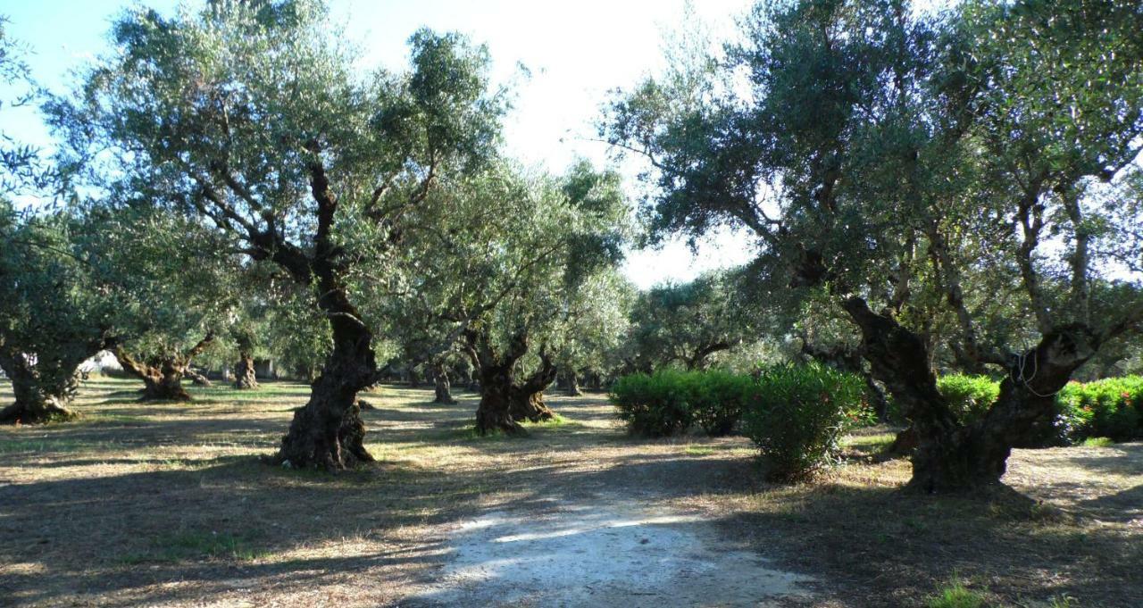 Theni Olive Grove Villa Kato Yerakarion Esterno foto